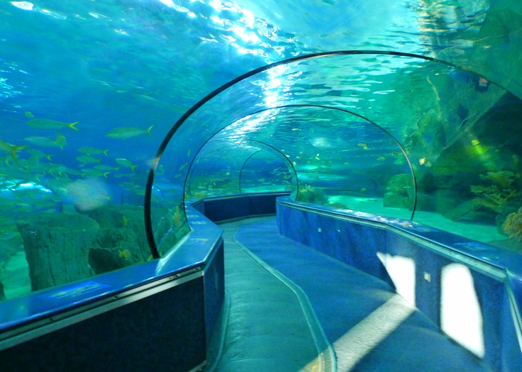 The shark tunnel at Ripley's Aquarium